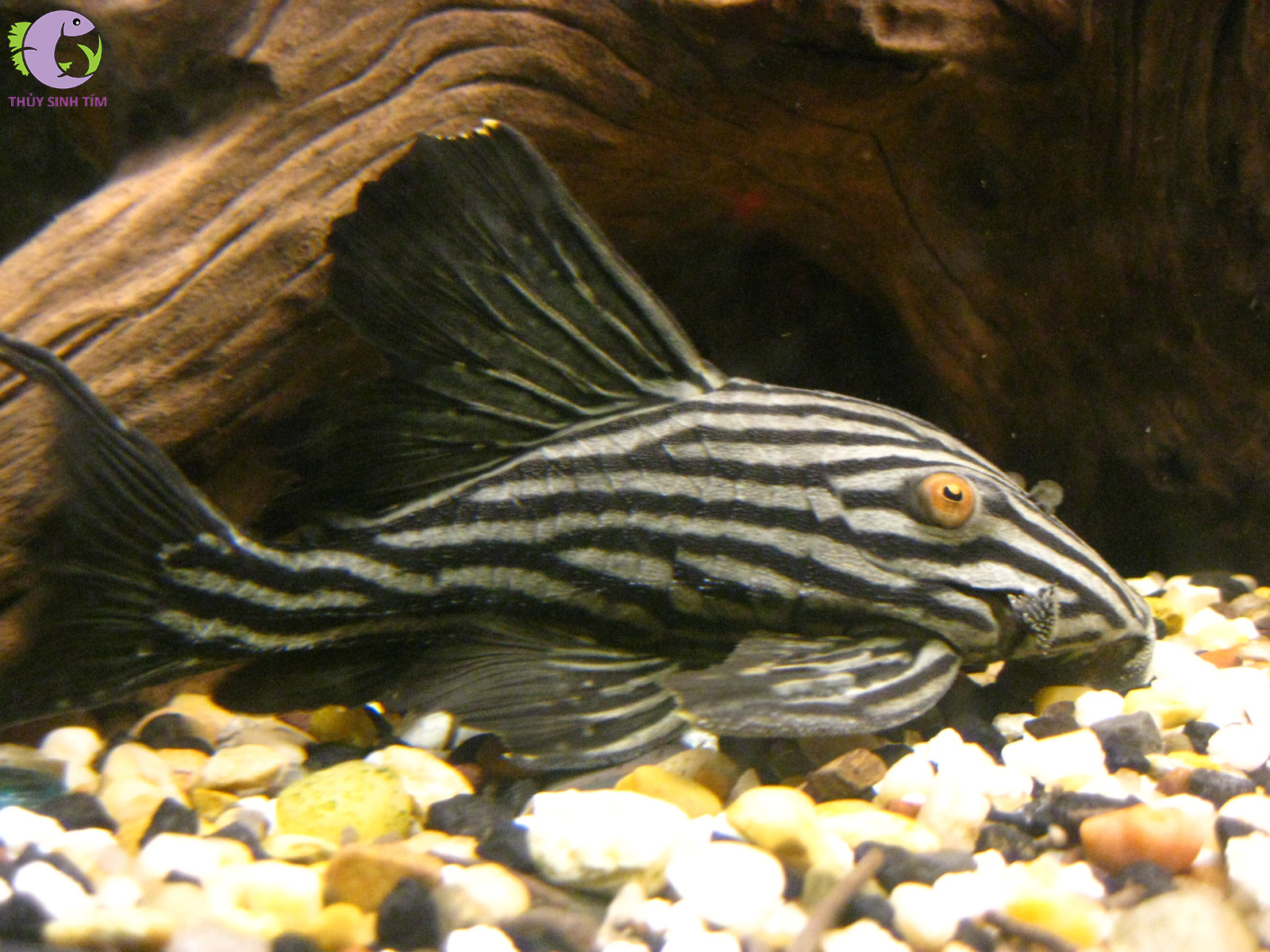 Cá L190 Royal Pleco 2