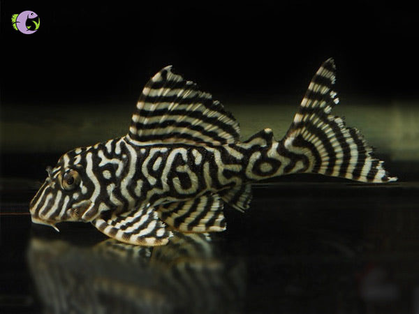 ca-pleco-333-1