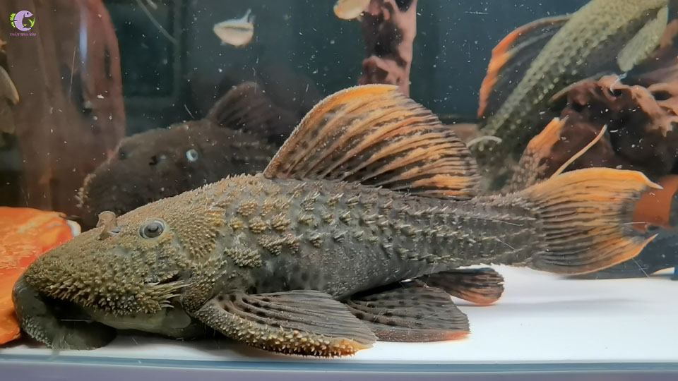 Cá L96 - Spotted Cactus Pleco -1