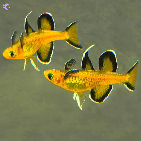 Cá Cầu Vồng Mellis - 1