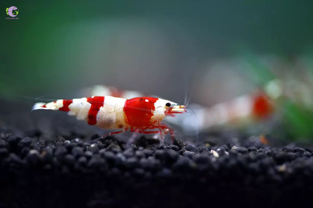 Tép Pure Red Line-2