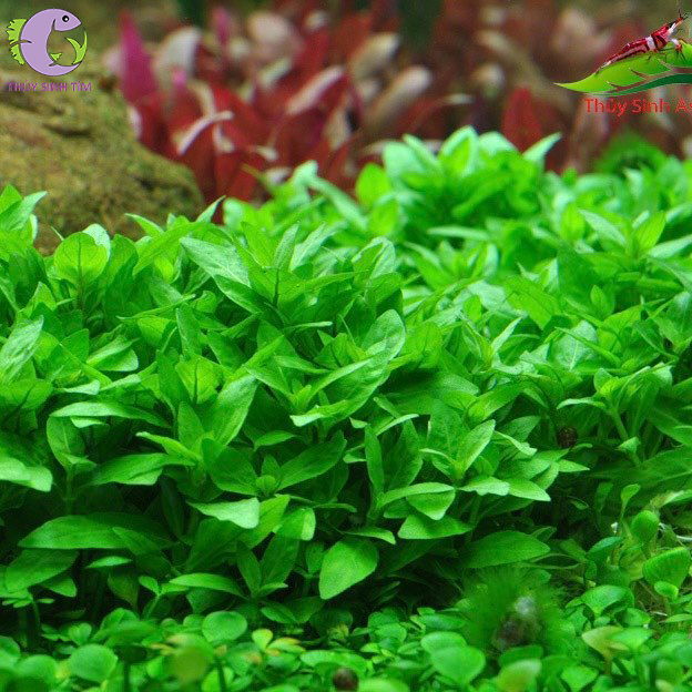 cây rau thơm 3