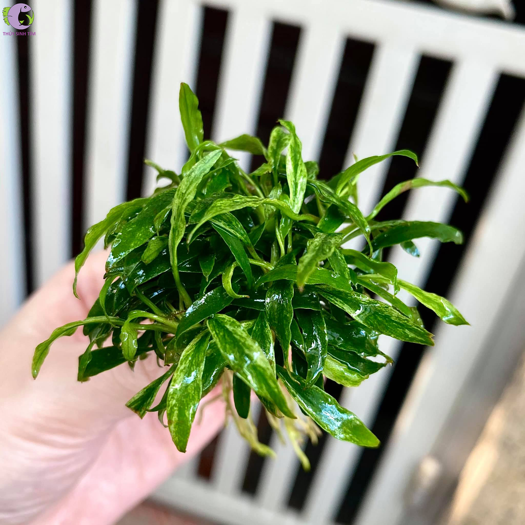 Ráy Lưỡi Hổ Cẩm Thạch Mini - 2