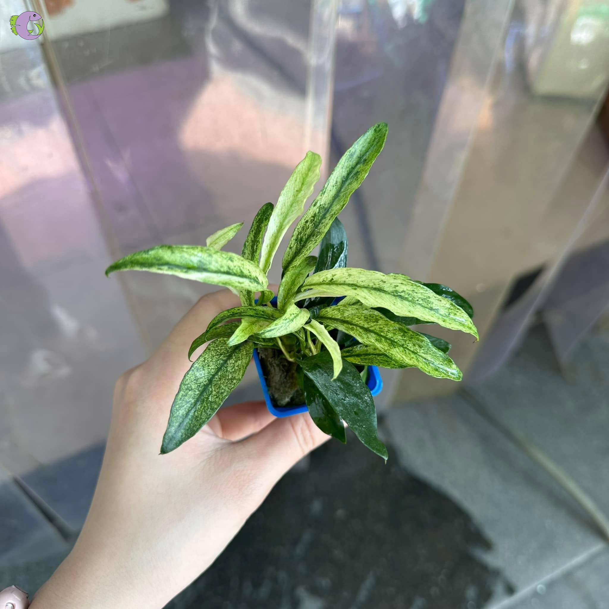 ray-luoi-ho-cam-thach-1