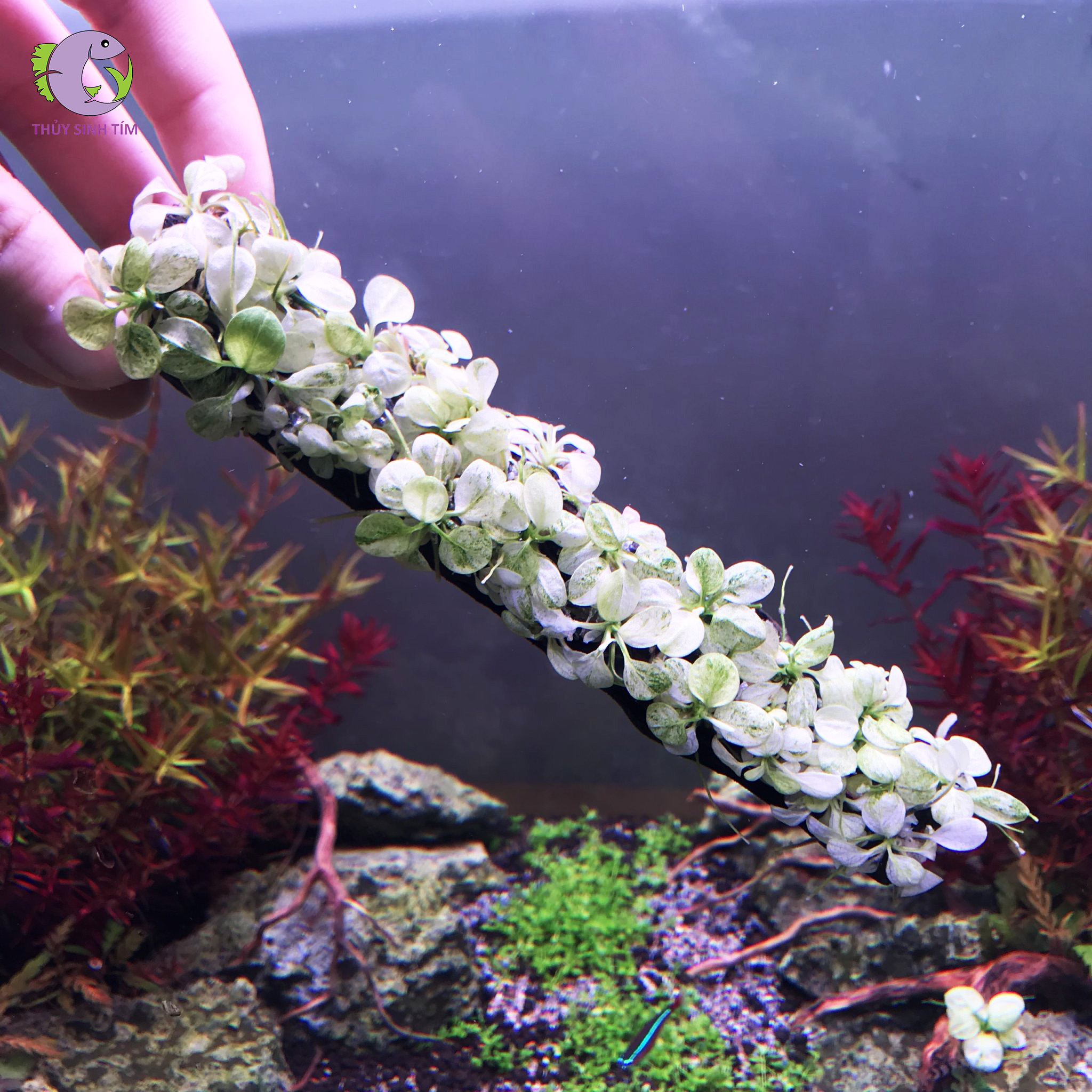 ráy nana cẩm thạch - 1