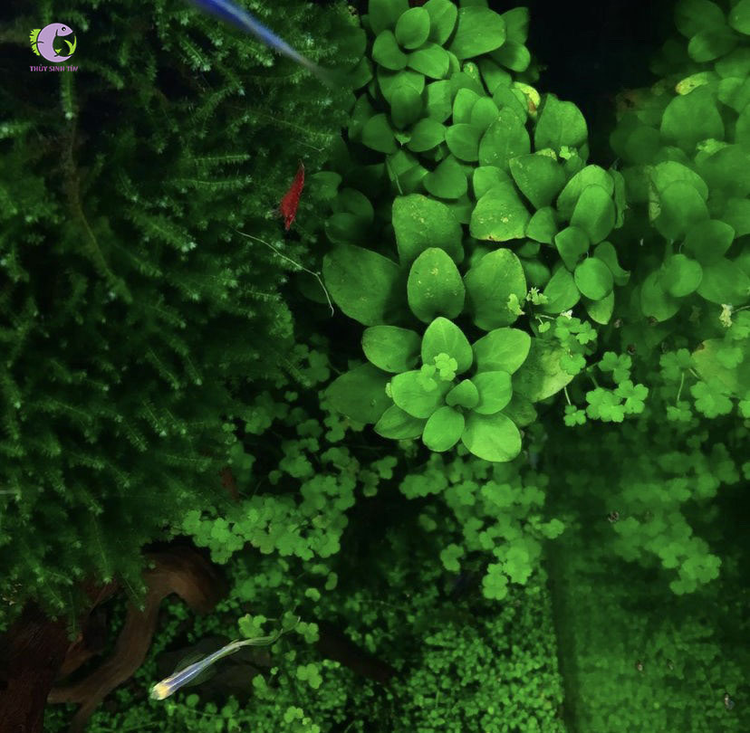 Ráy Nana Nhiều Ngọn-1