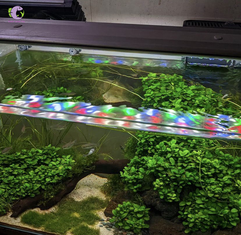 Ráy Nana Nhiều Ngọn-2