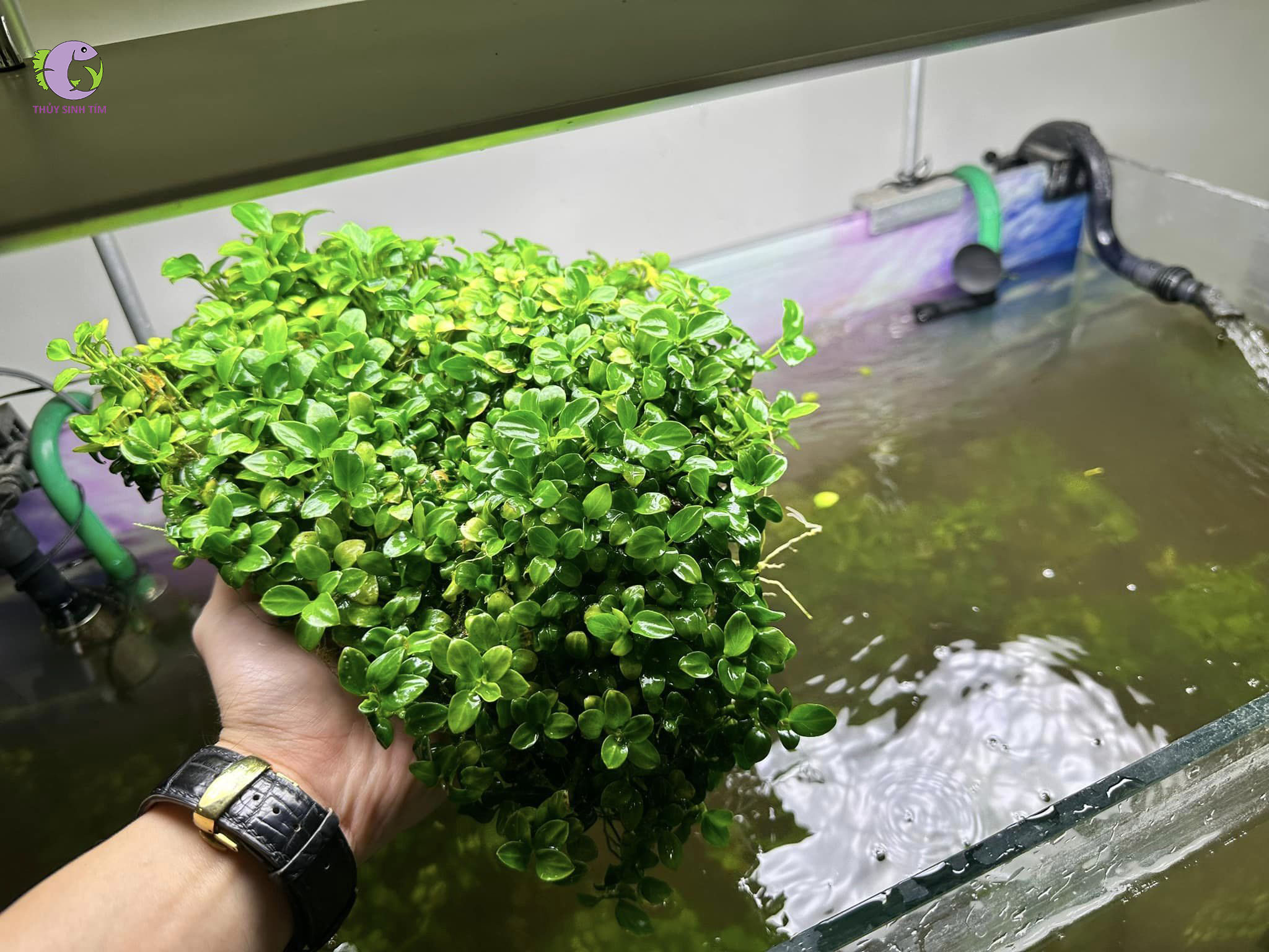 Cây Ráy Nana Petite Thái-2