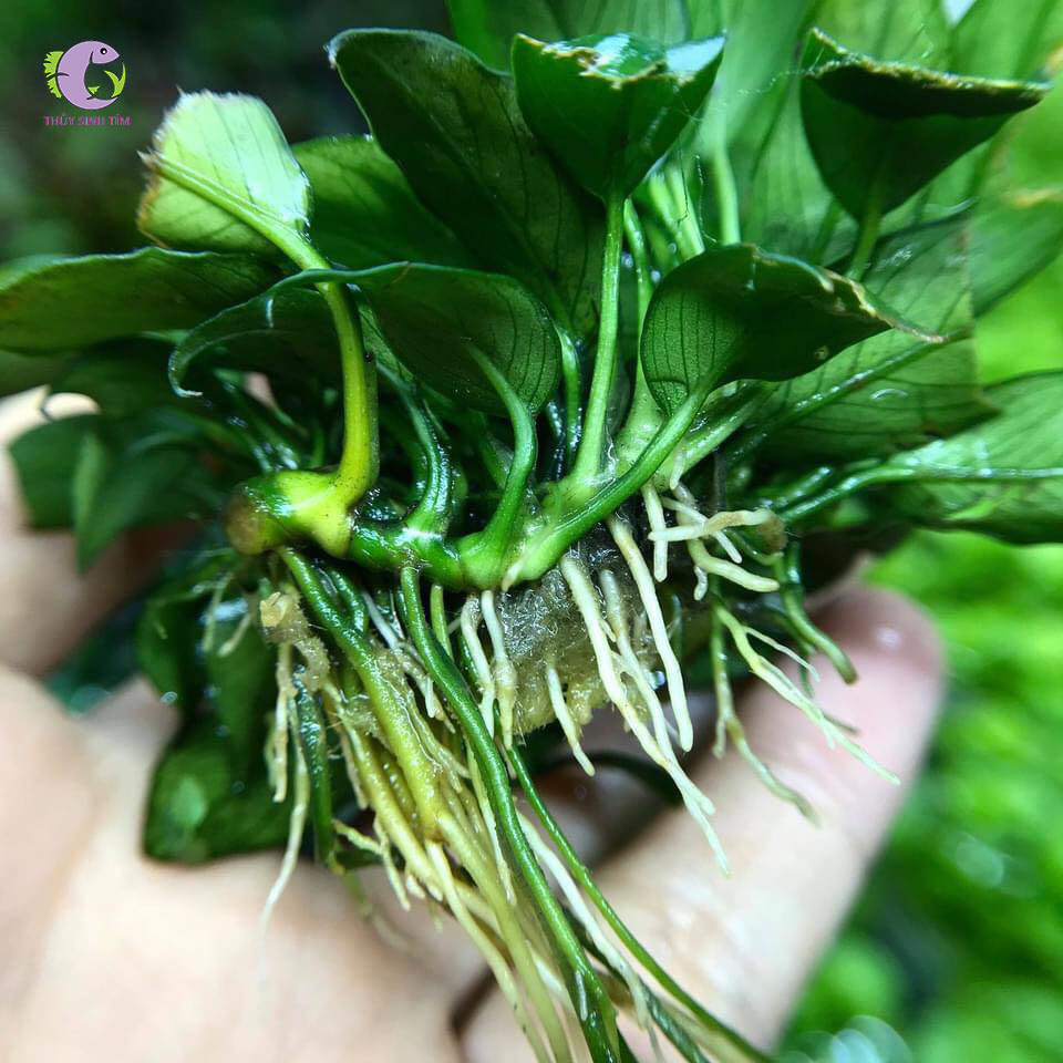 Cây Ráy Nana Petite Thái-1