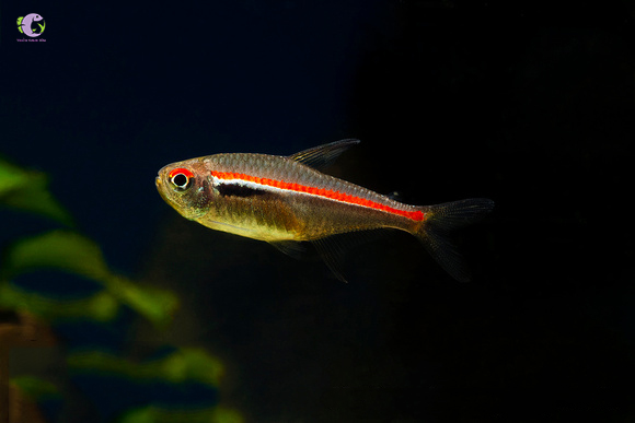 Cá Red Line Tetra-1