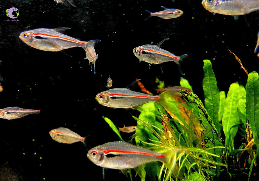 Cá Red Line Tetra-2