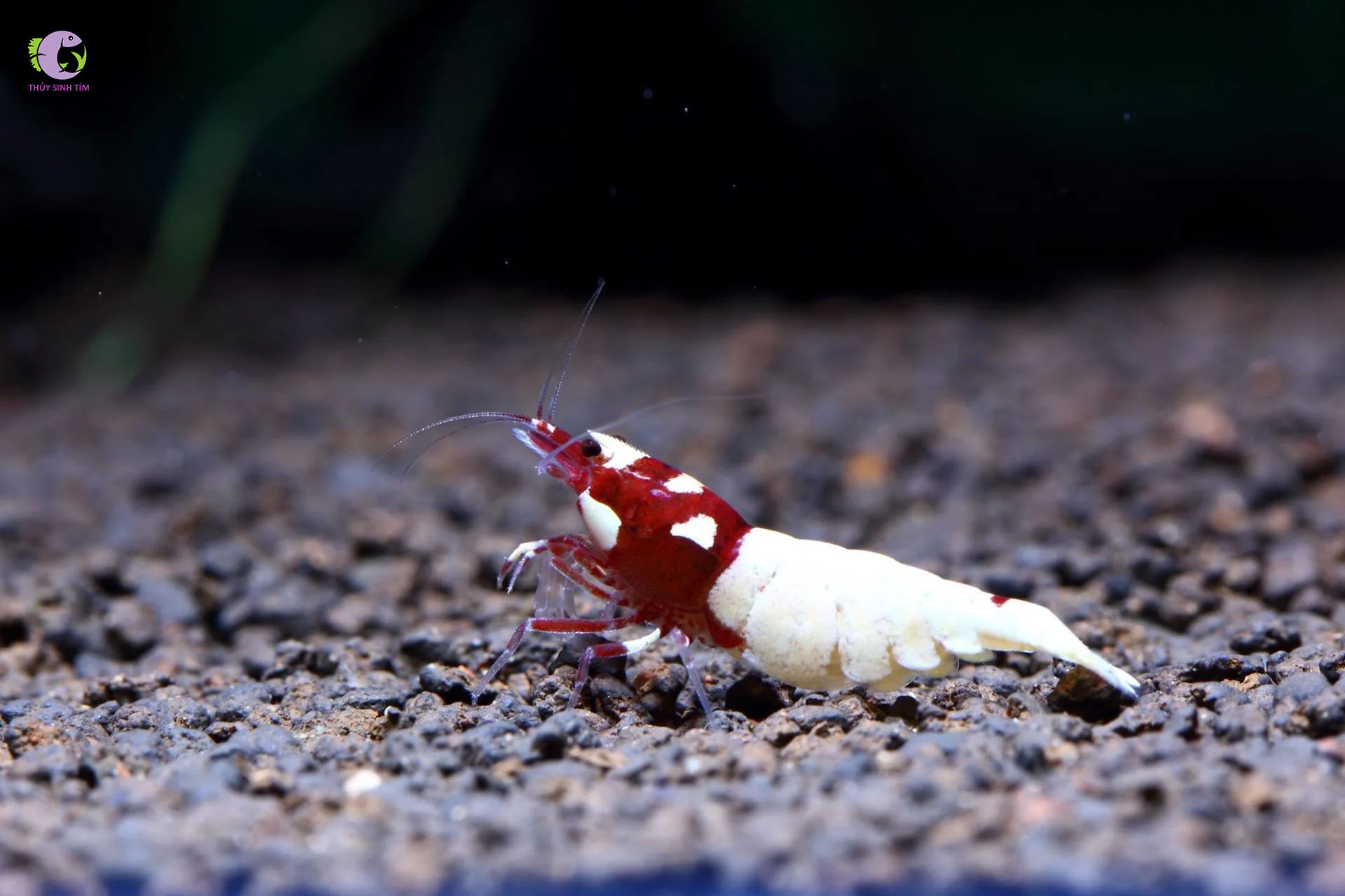 Tép Red Pinto-1