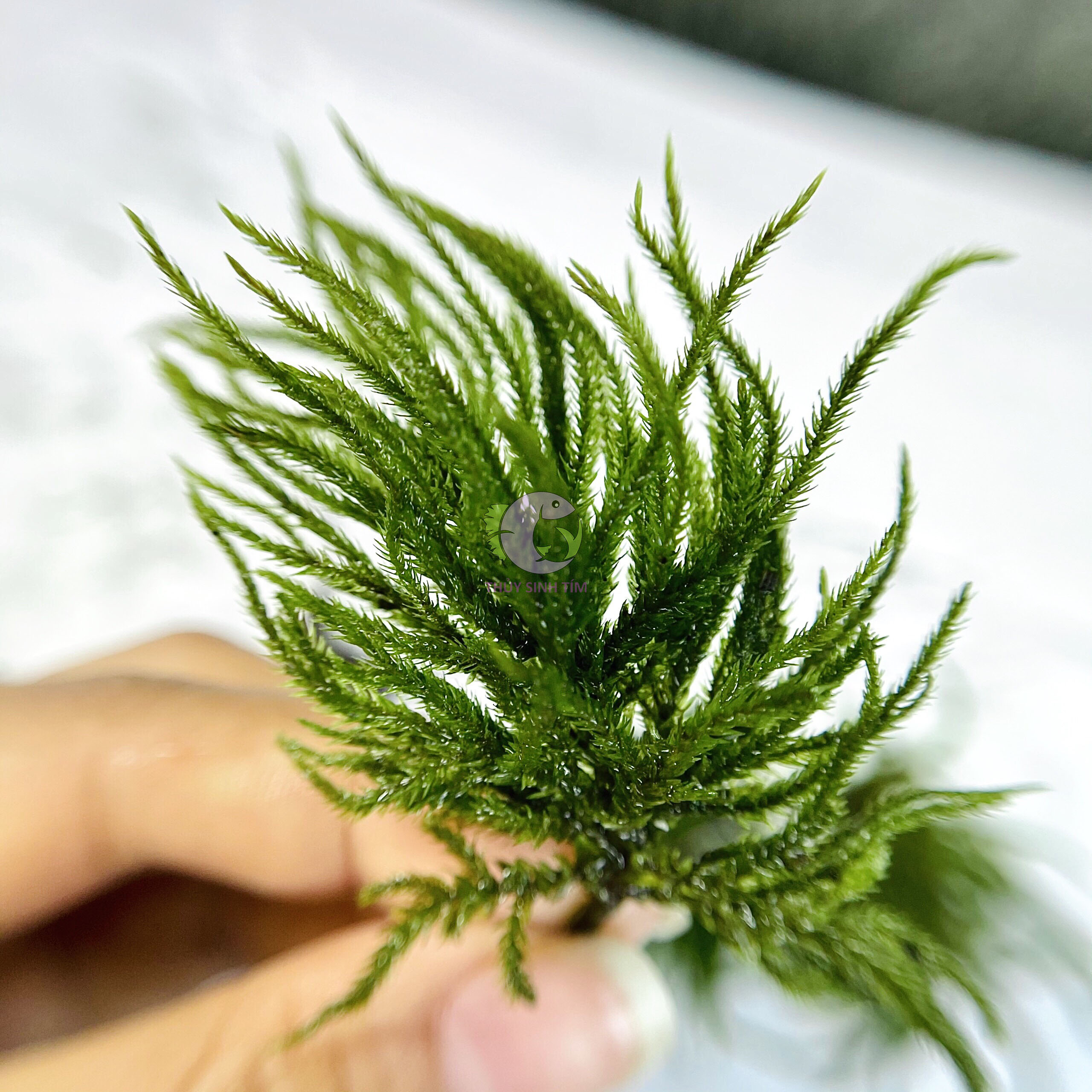Rêu Dừa Cọ (Climacium Japonicum) - 3