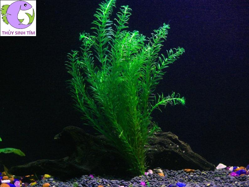 rong đuôi chó - 2