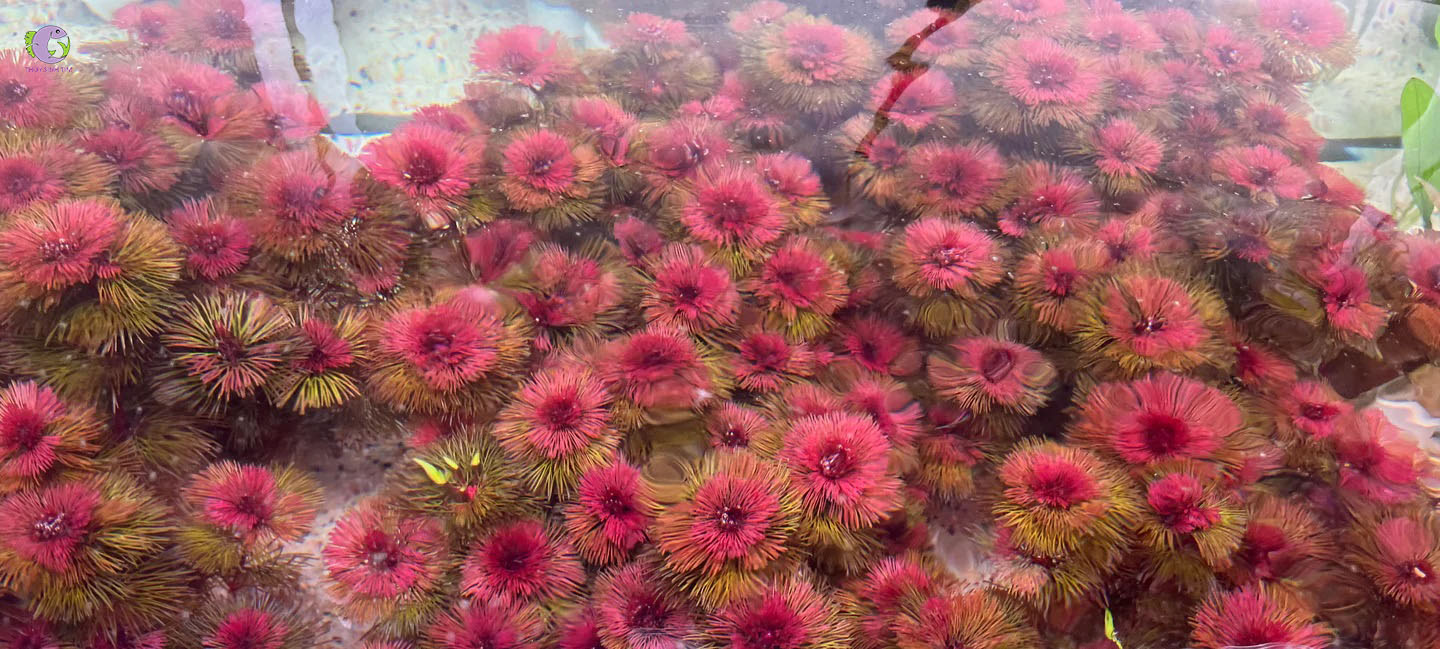 Rong La Hán Đỏ-2