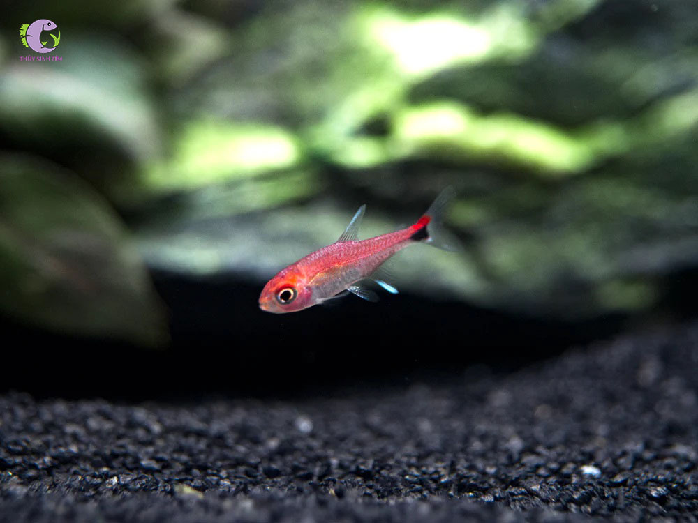 Cá Ruby Tetra-1