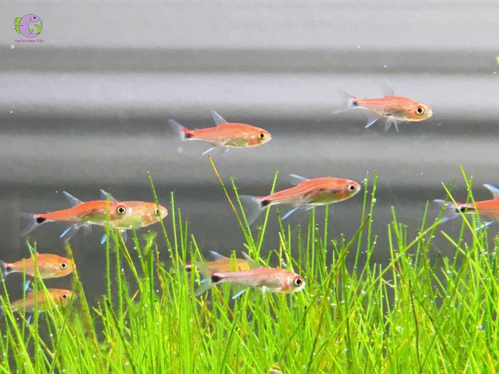 Cá Ruby Tetra-2