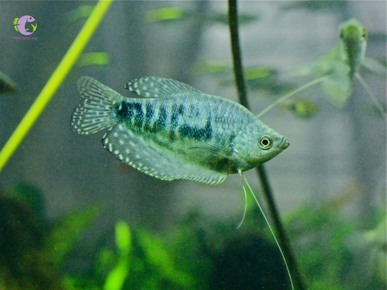 Cá Sặc Cẩm Thạch-2