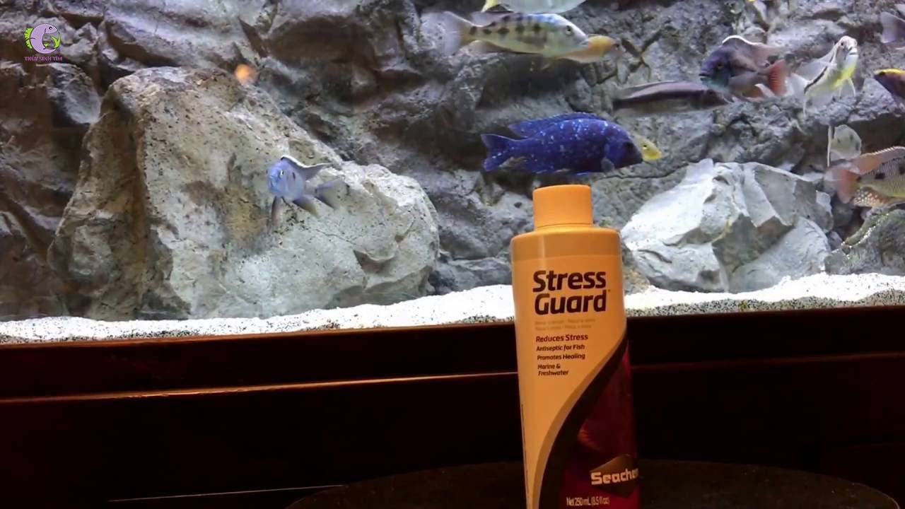 Seachem Stressguard - dưỡng cá, giảm stress, khử độc nước-2
