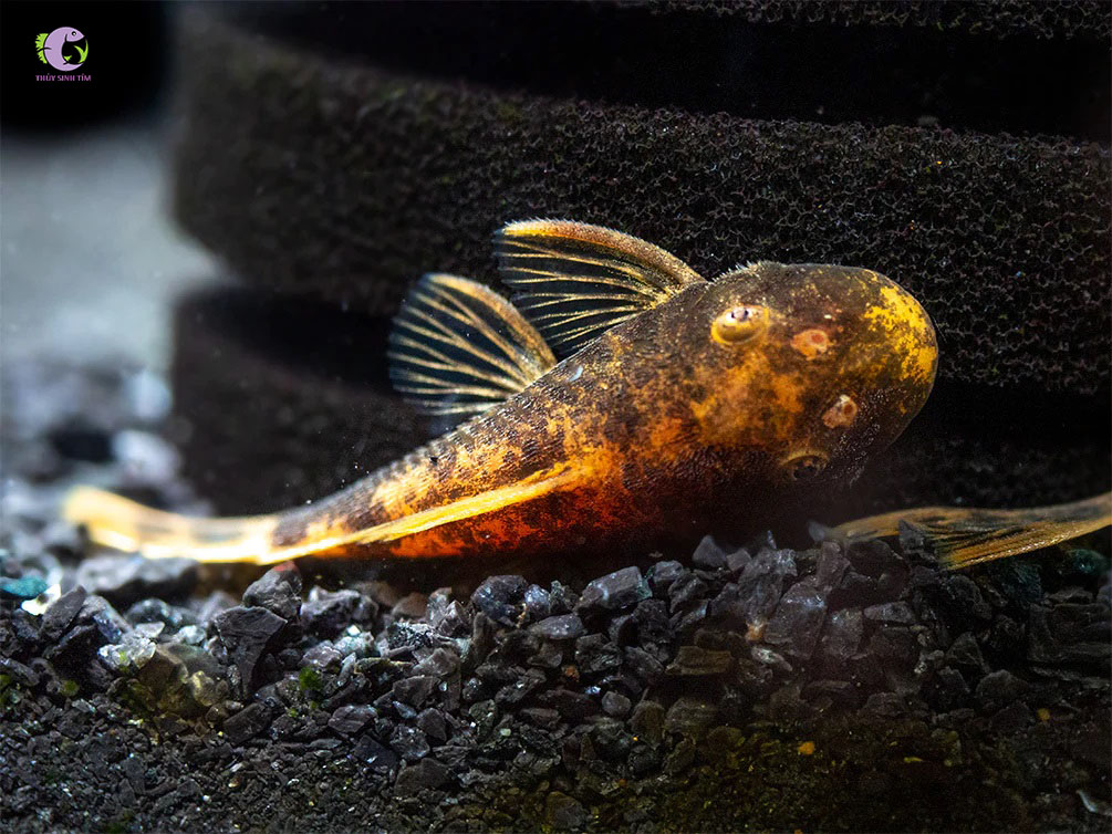 Cá Shortfin Calico-1