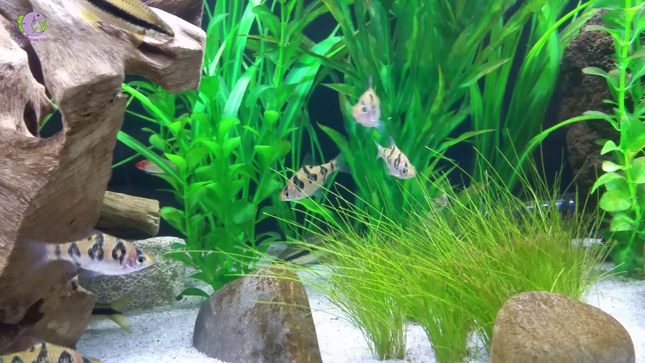 Cá Snakeskin Barb-2