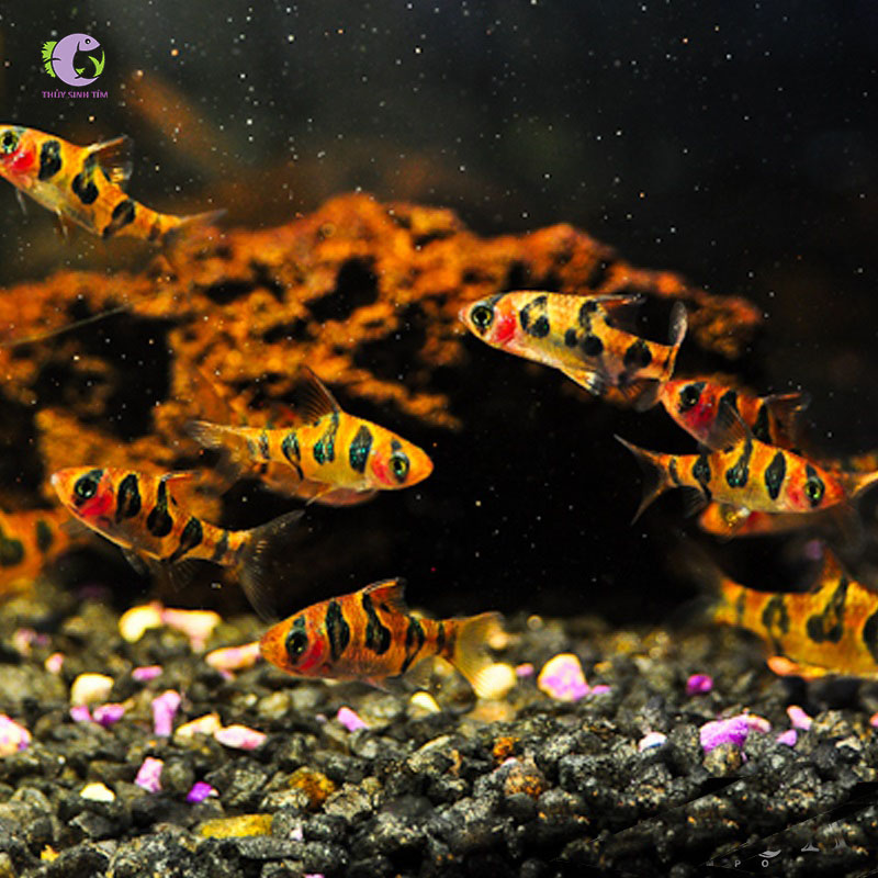 Cá Snakeskin Barb-1
