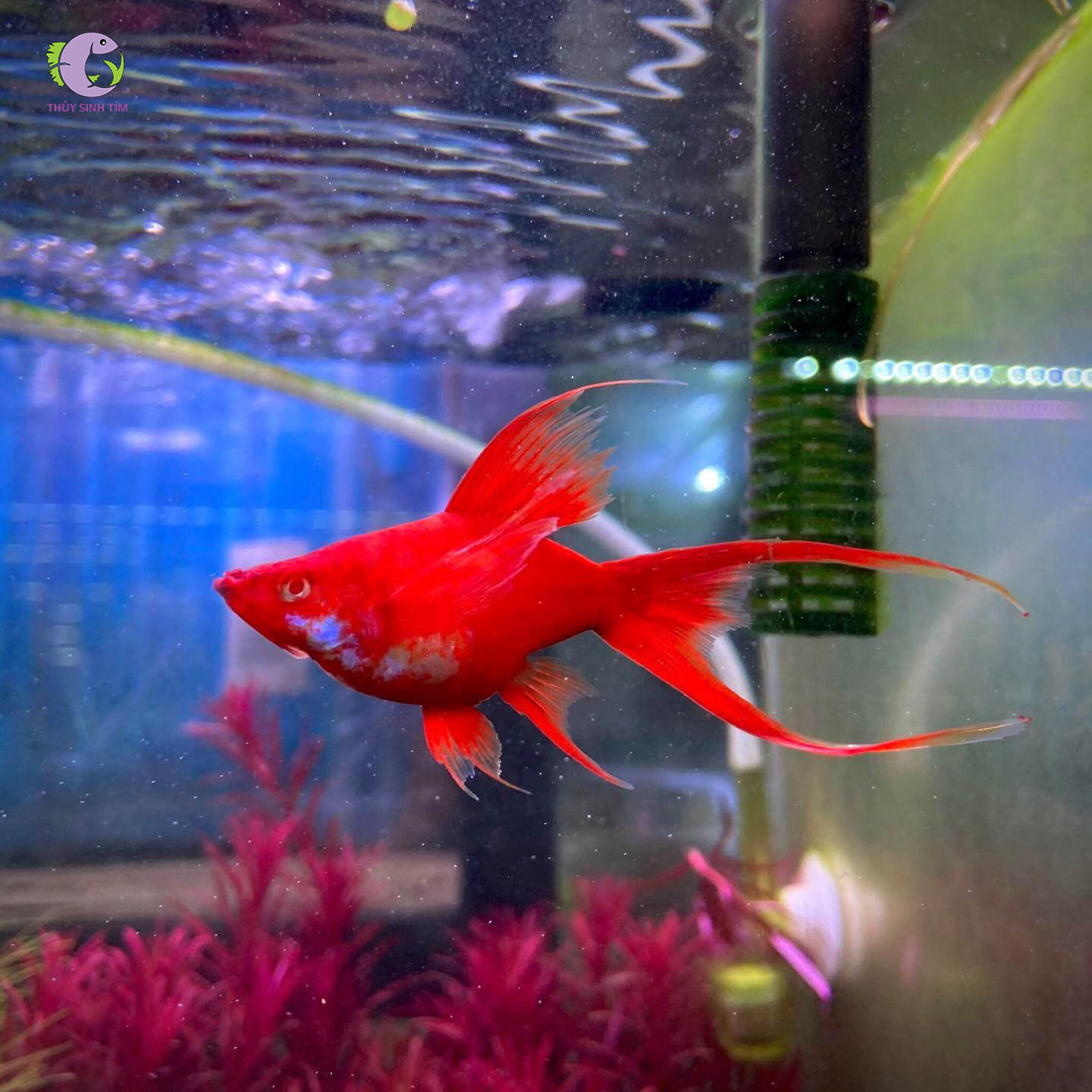 Cá Song Huyết Kiếm Short Vây Cao-2