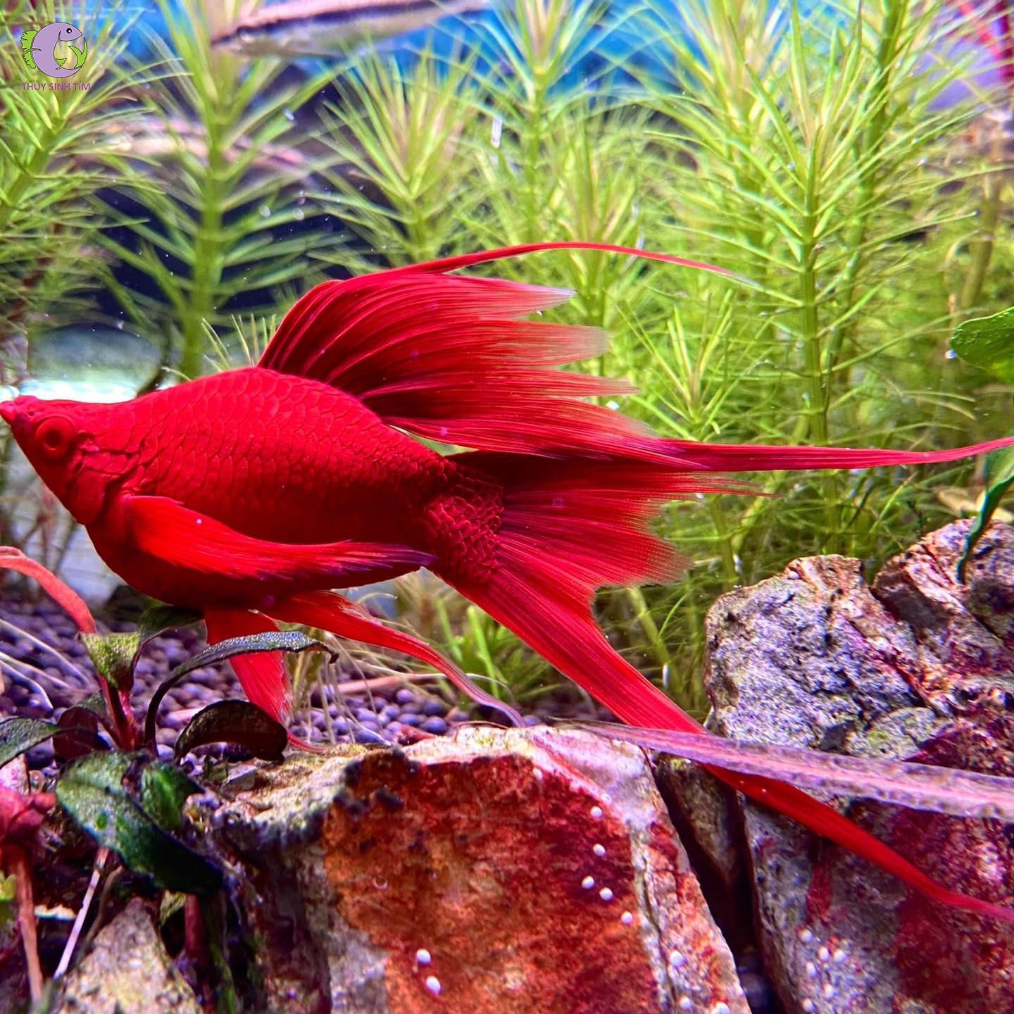 Cá Song Huyết Kiếm Short Vây Cao-1