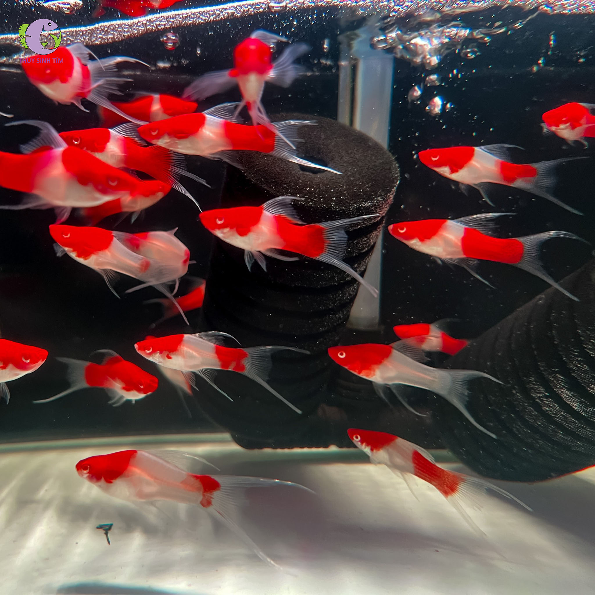 Cá Song Kiếm Koi-2