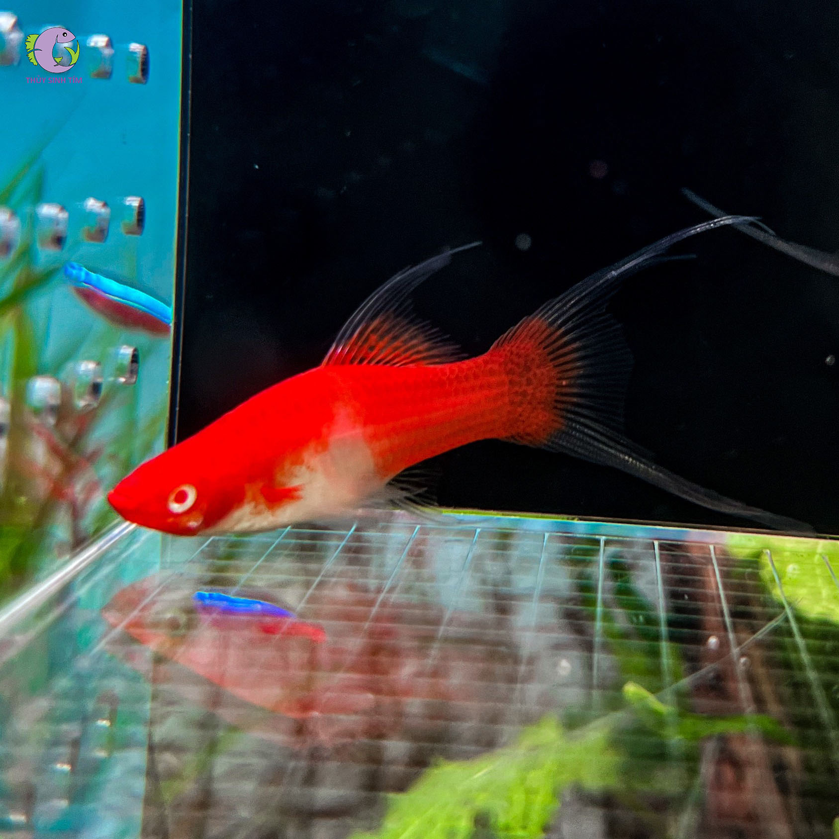 Cá Song Kiếm Koi-1