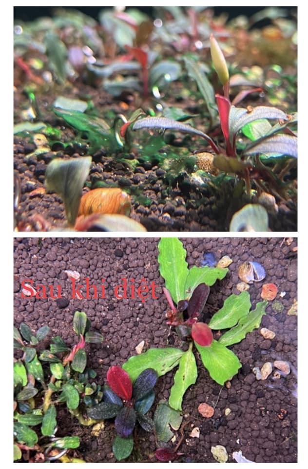 Trị Tảo Nhớt Xanh NVL - 2