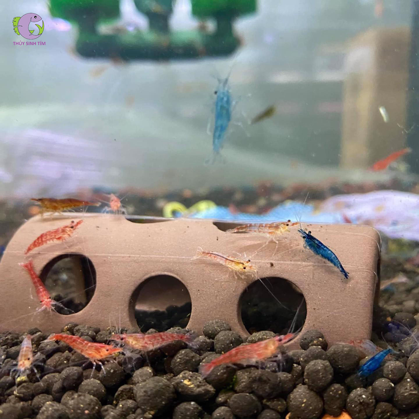 Tép Loạn Màu Việt-2