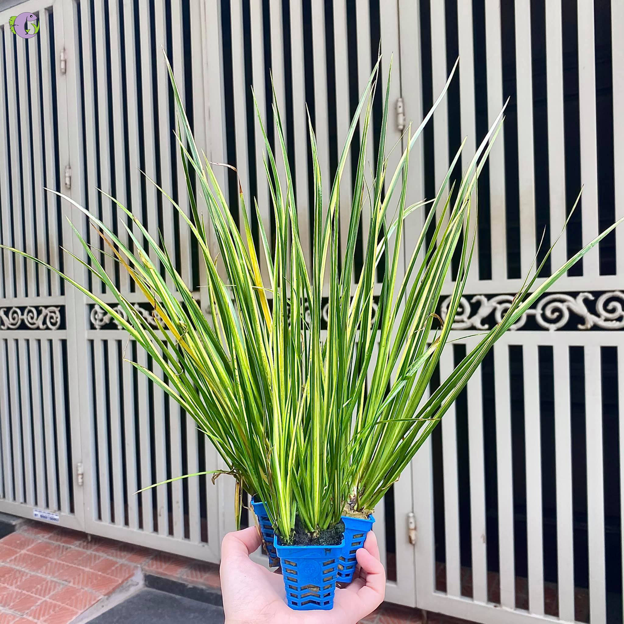 Cây Thạch Xương Bồ Vàng - 1