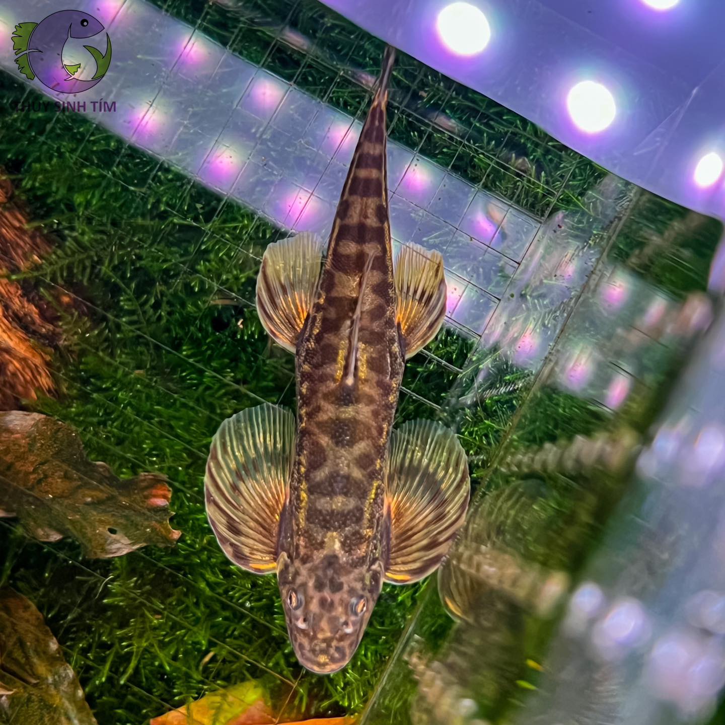 Thằn Lằn Suối-1