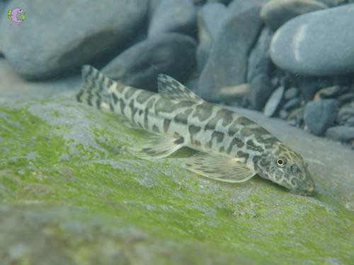 Thằn Lằn Suối-2