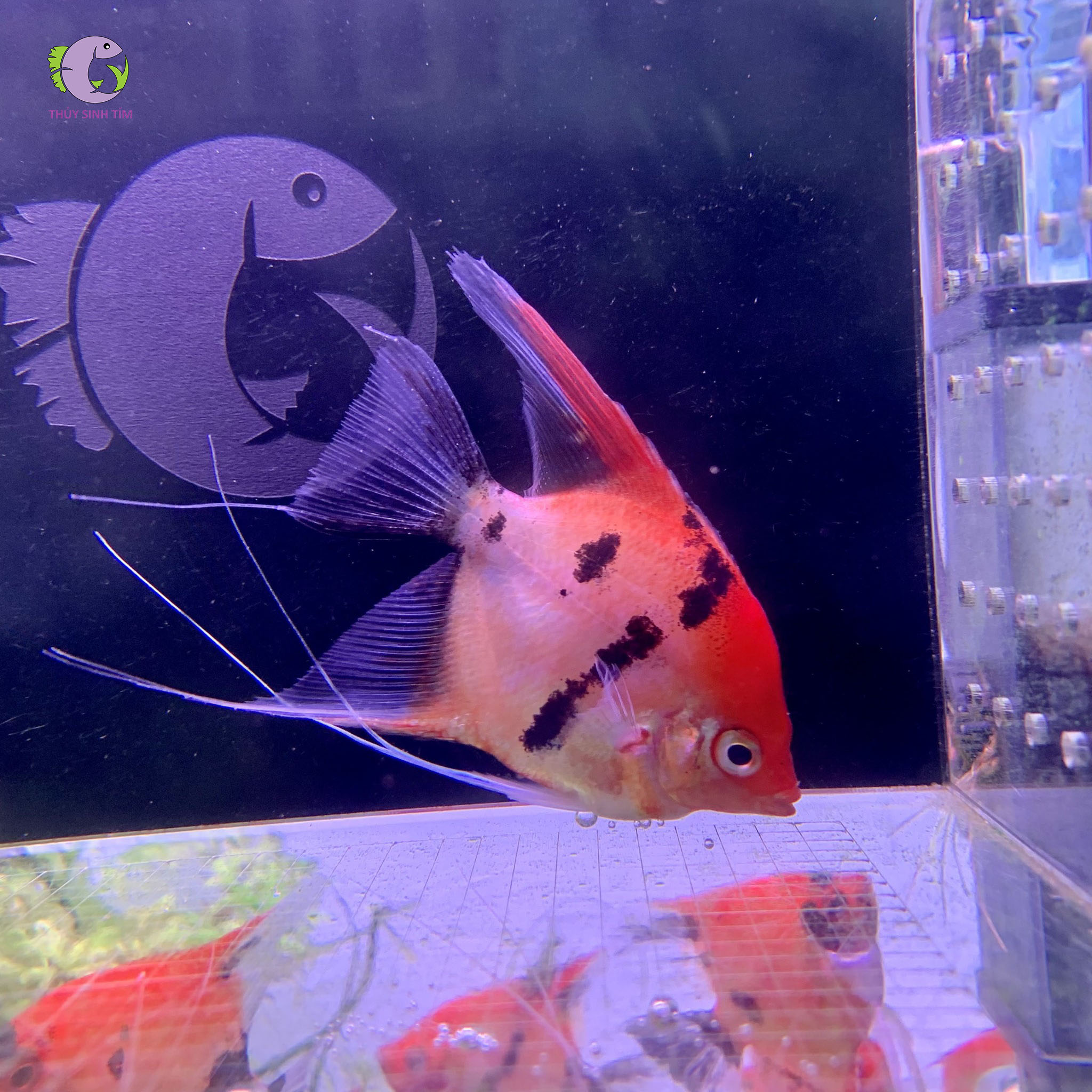 Cá Thần Tiên Koi Red-1