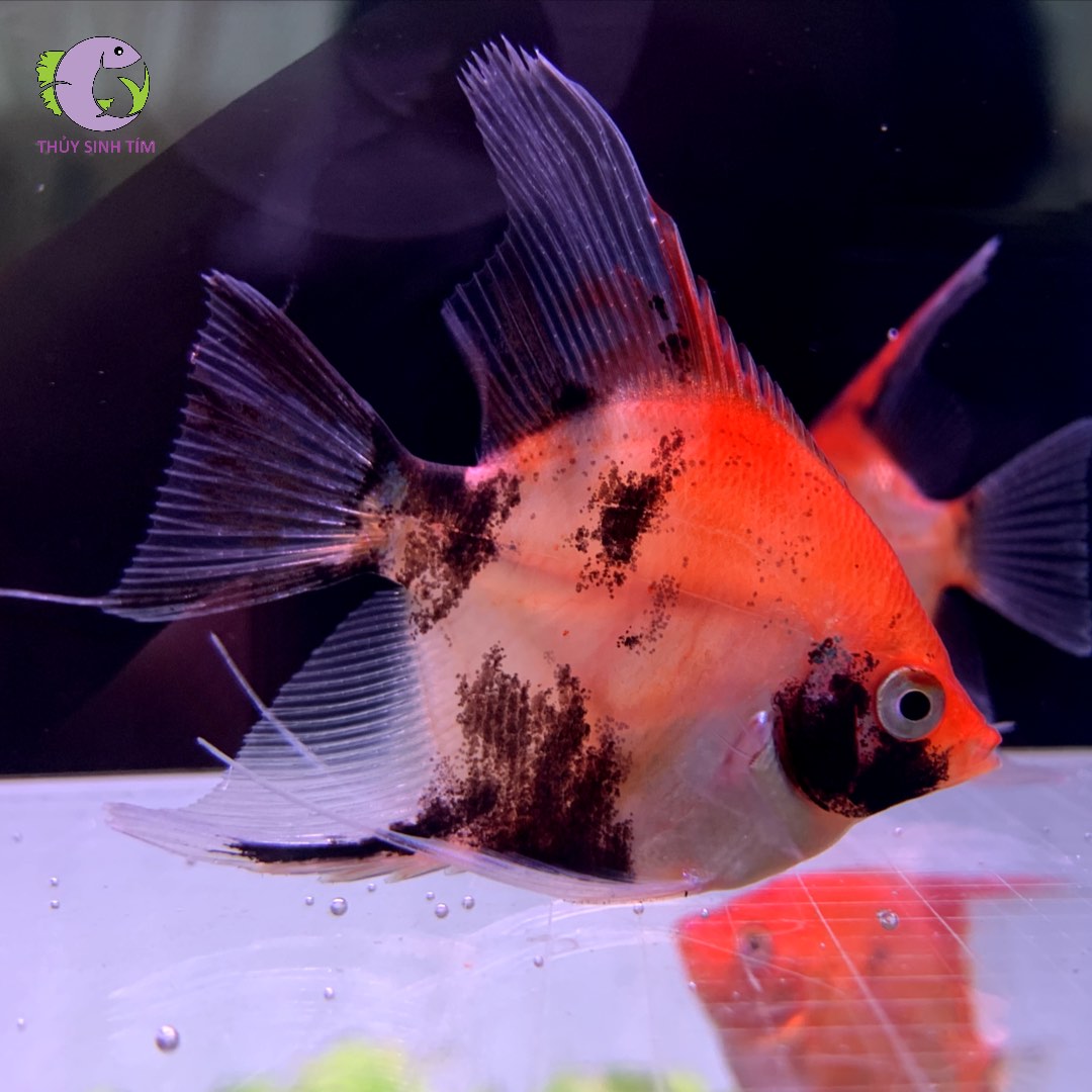 cá Thần Tiên Red Devil hạng B 1