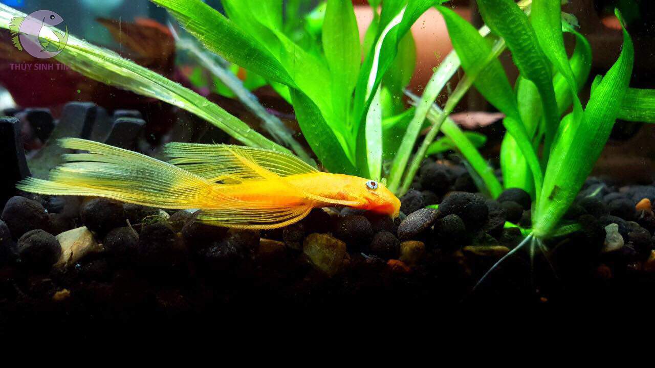 thức ăn cho cá tầng đáy aqua bot - 3