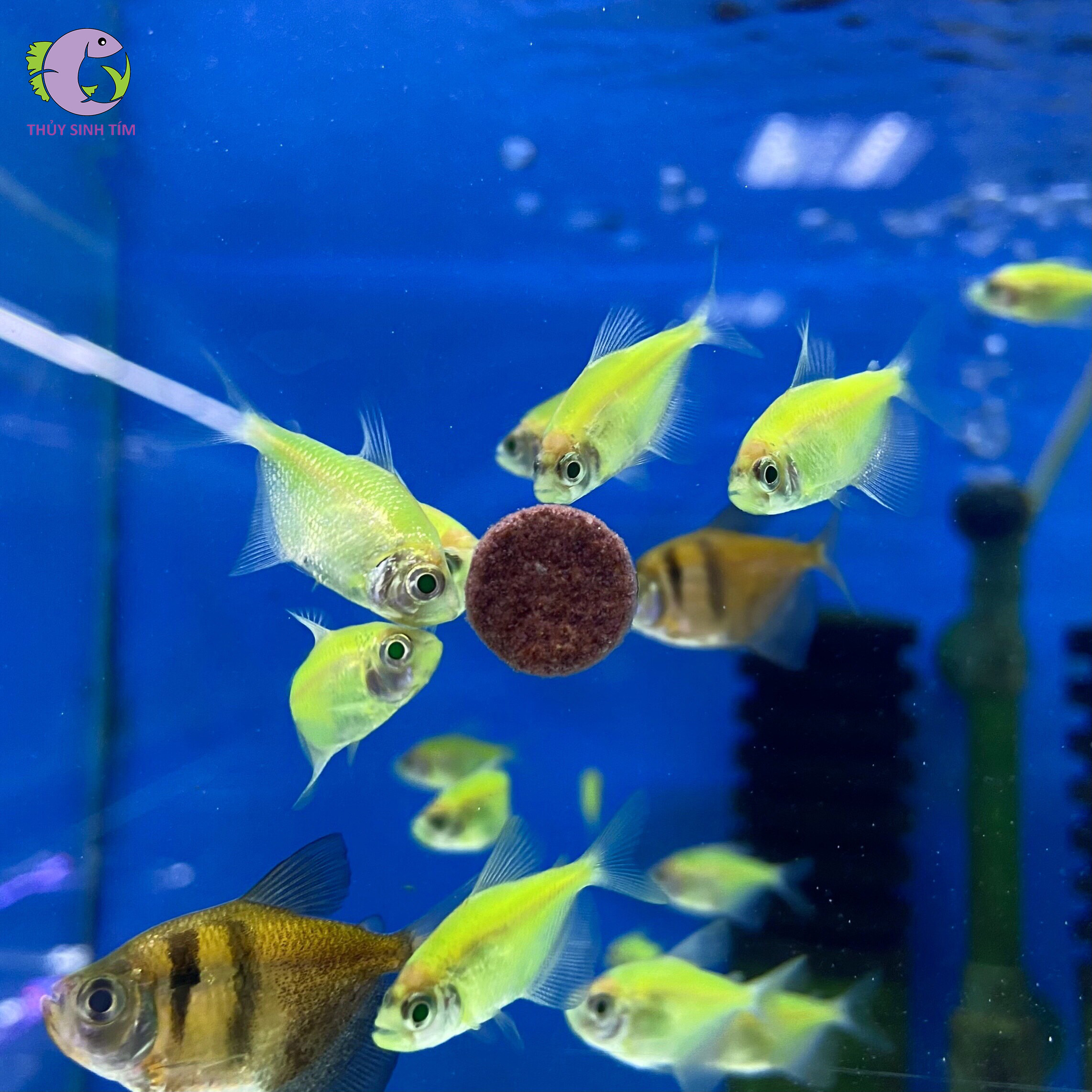 thức ăn viên dán cao cấp luxury advance - 4