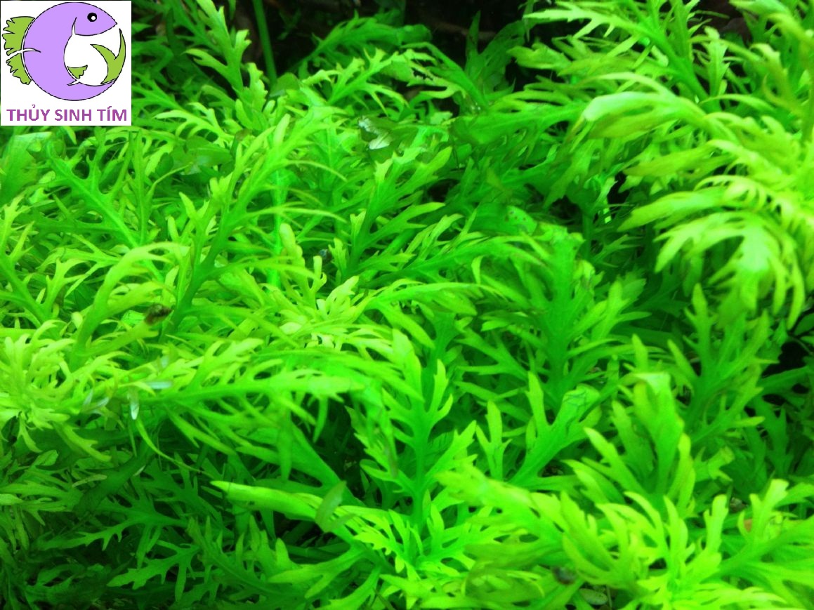 cây thủy sinh thủy cúc - 2