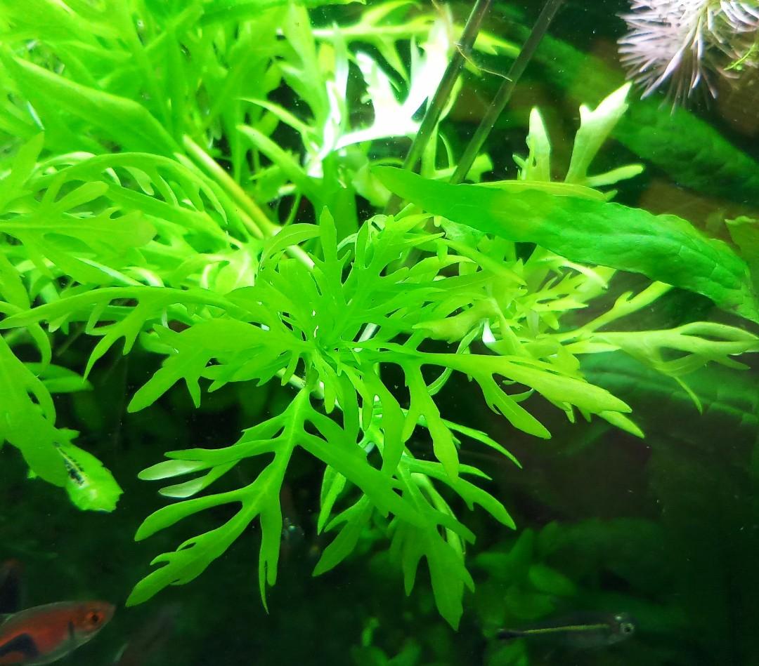 cây thủy sinh thủy cúc - 1