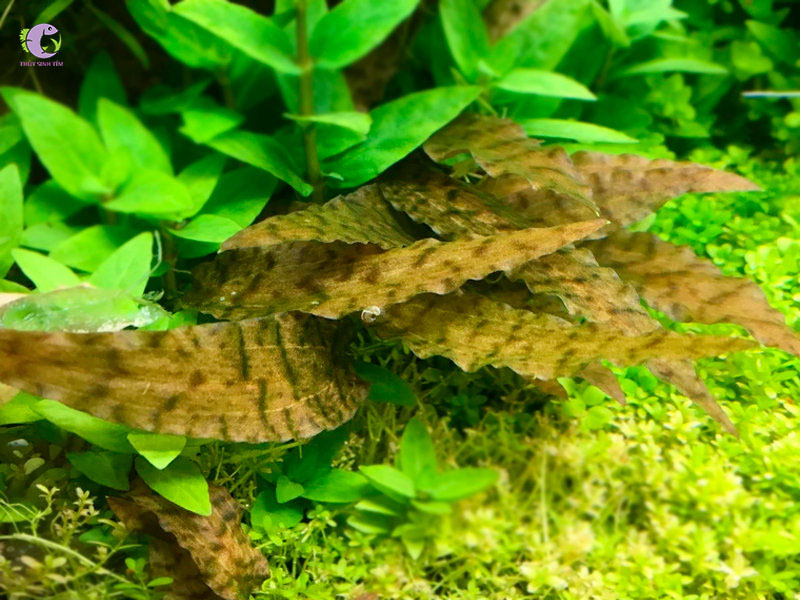 Tiêu Thảo Axelrodi-2