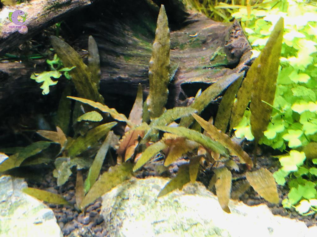 Tiêu Thảo Axelrodi-1