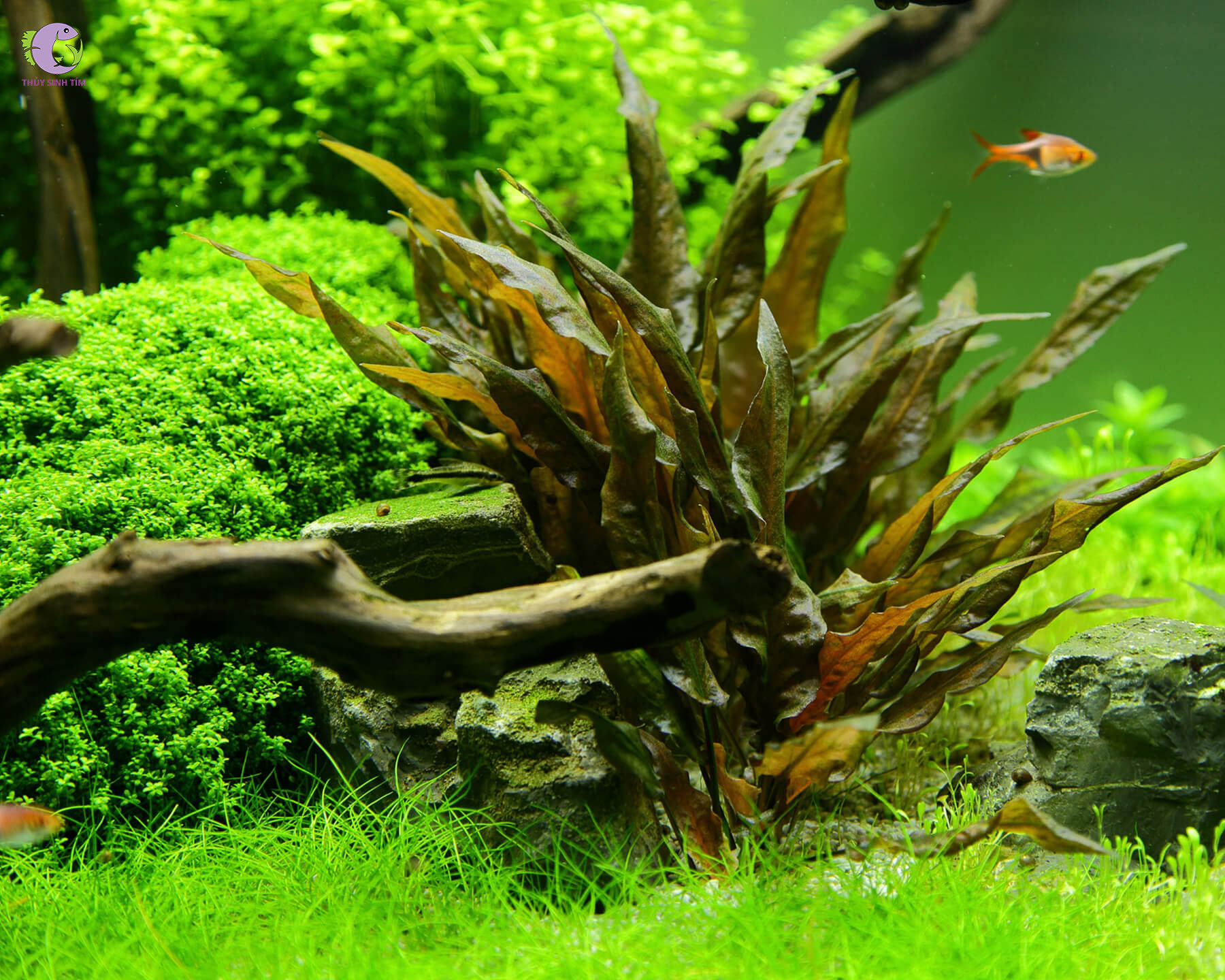 Tiêu Thảo Lá Nhăn Tropica-2