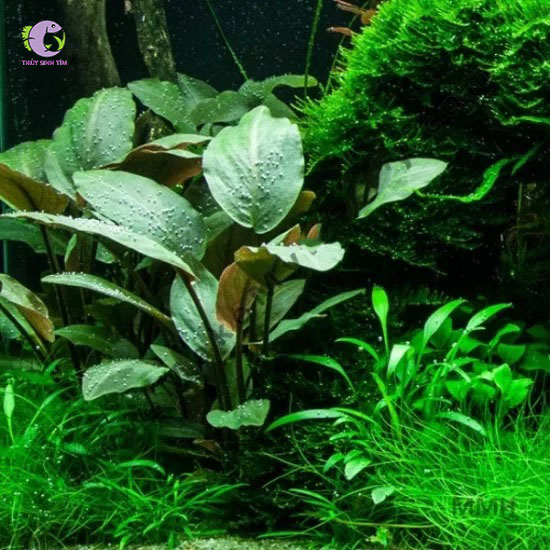 Tiêu Thảo Lagendra Green-1