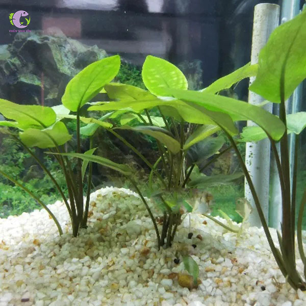 Tiêu Thảo Lagendra Green-2