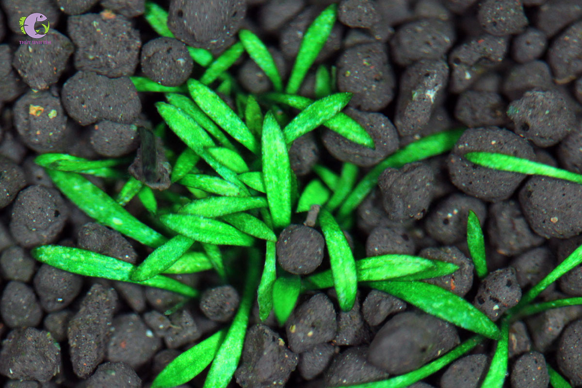 Tiêu Thảo Parva Mini-1