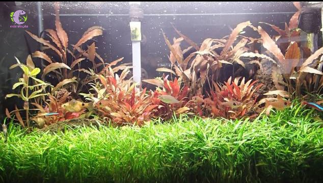 Tiêu Thảo Parva Mini-2