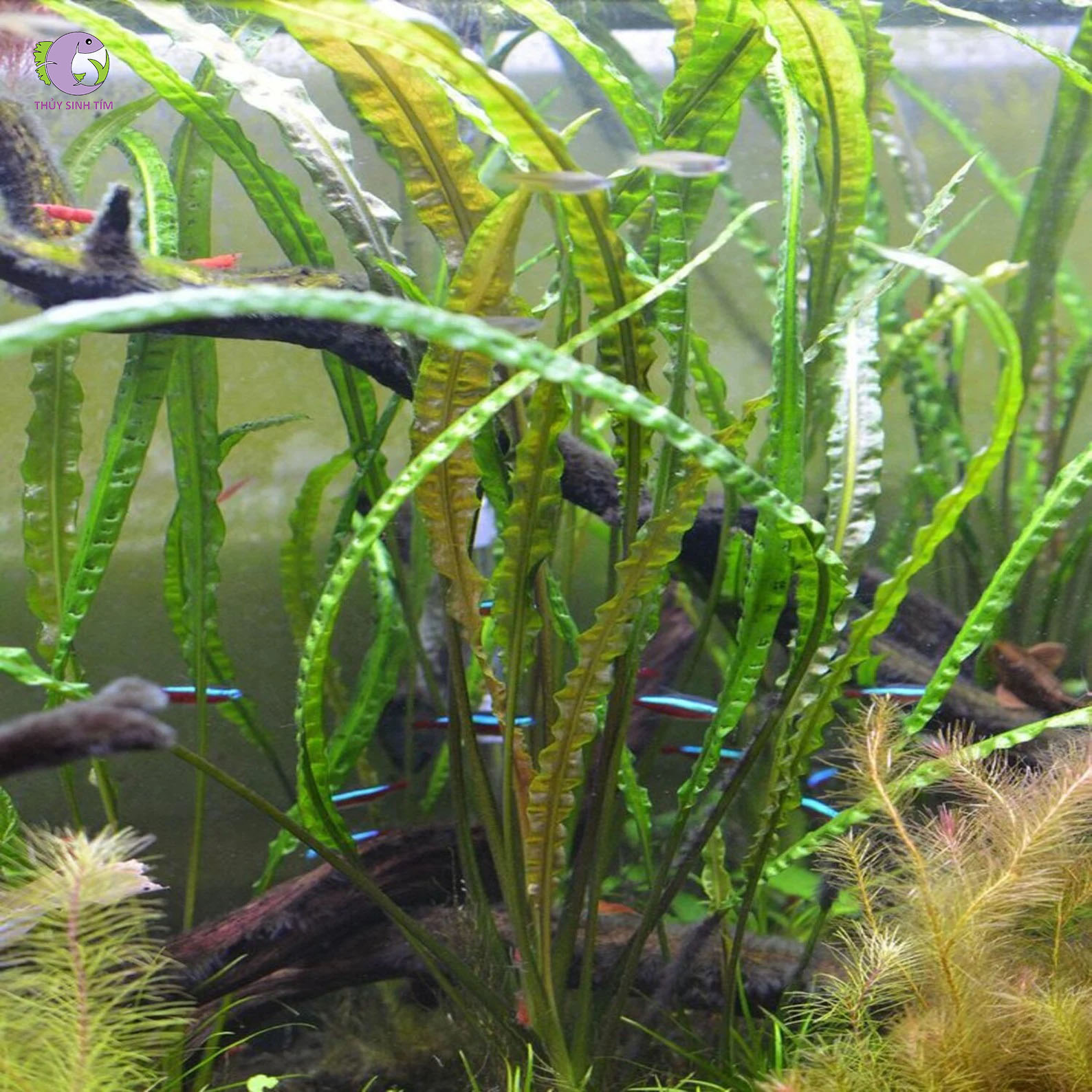 Tiêu Thảo Xoắn (Retrospiralis)-2