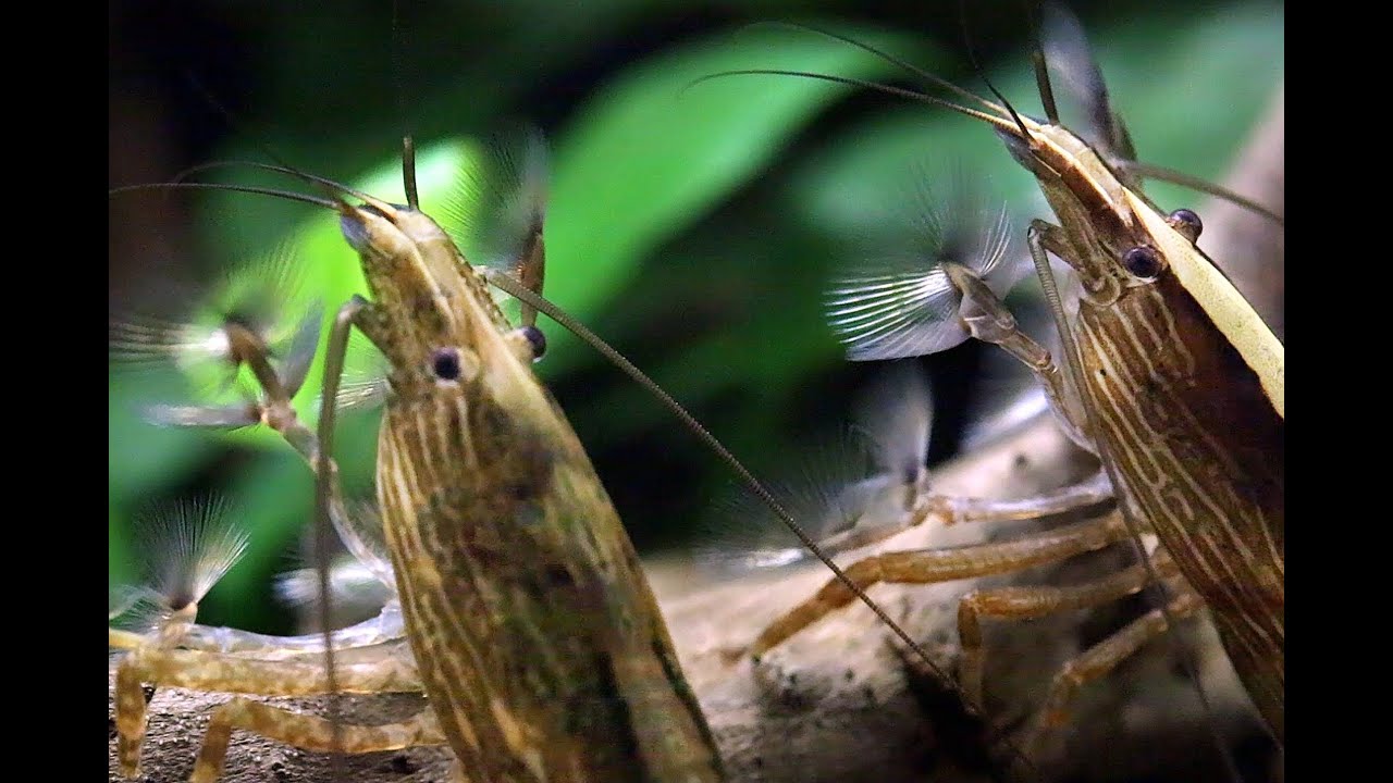 Tôm Vợt Châu Á-2